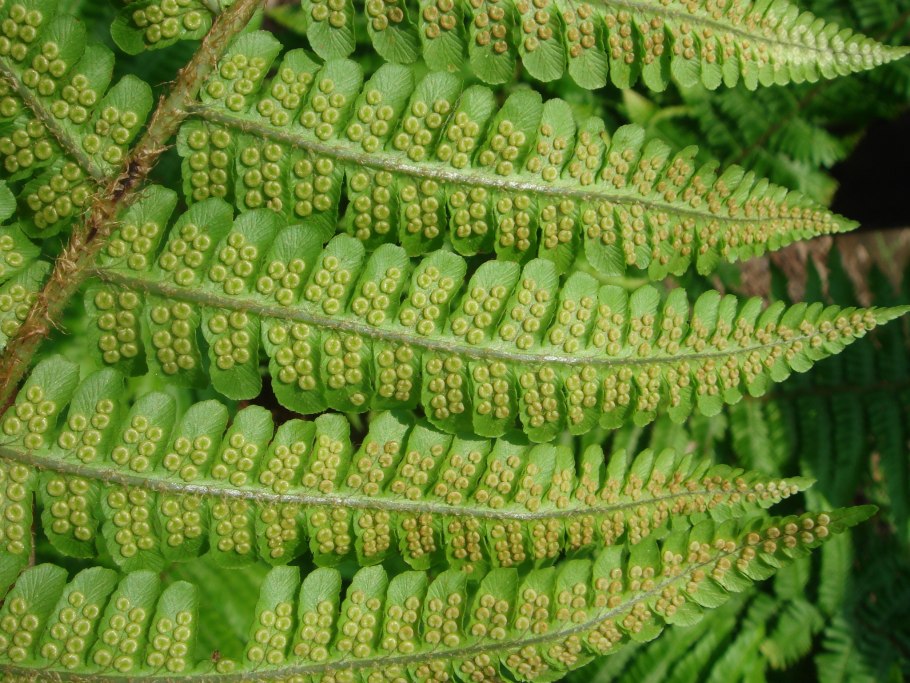 Щитовник Буша папоротник