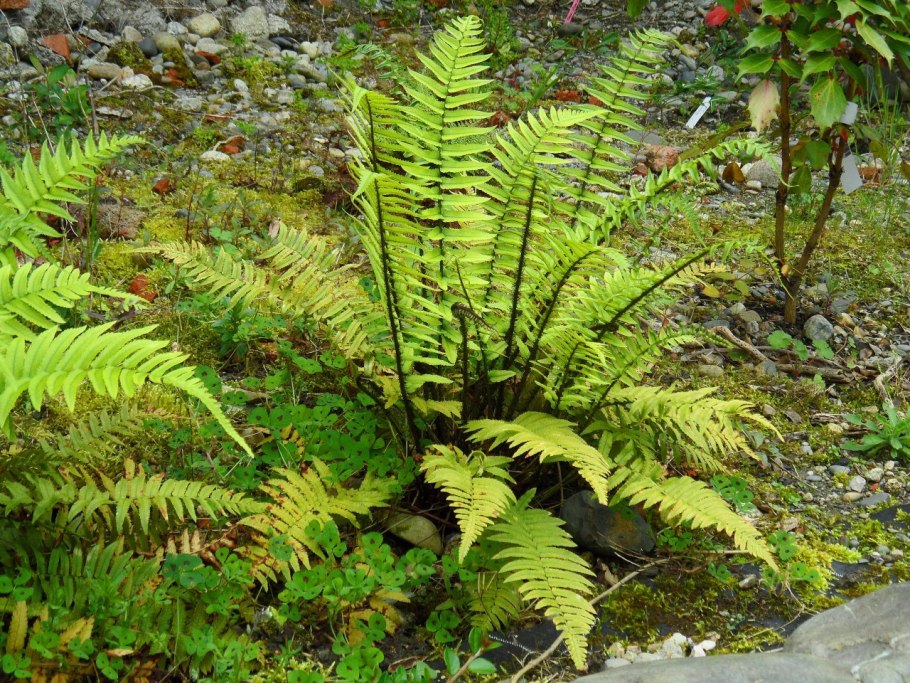 Щитовник(dryopteris) crispa,