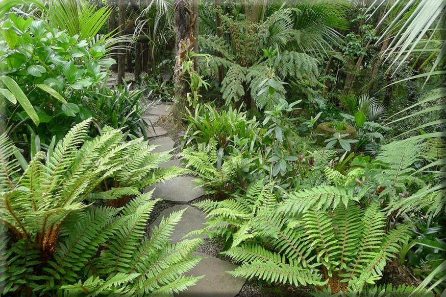Dryopteris buschiana