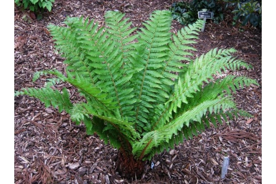 Папоротник Щитовник
