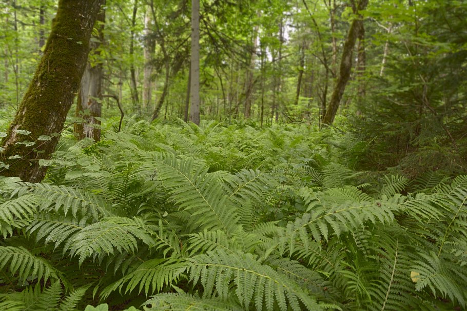 Флора Уссурийской тайги
