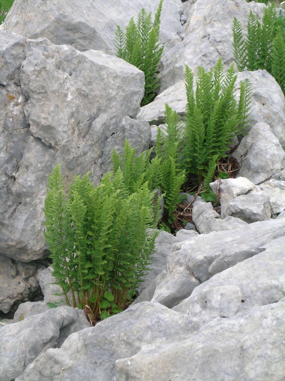 Dryopteris buschiana