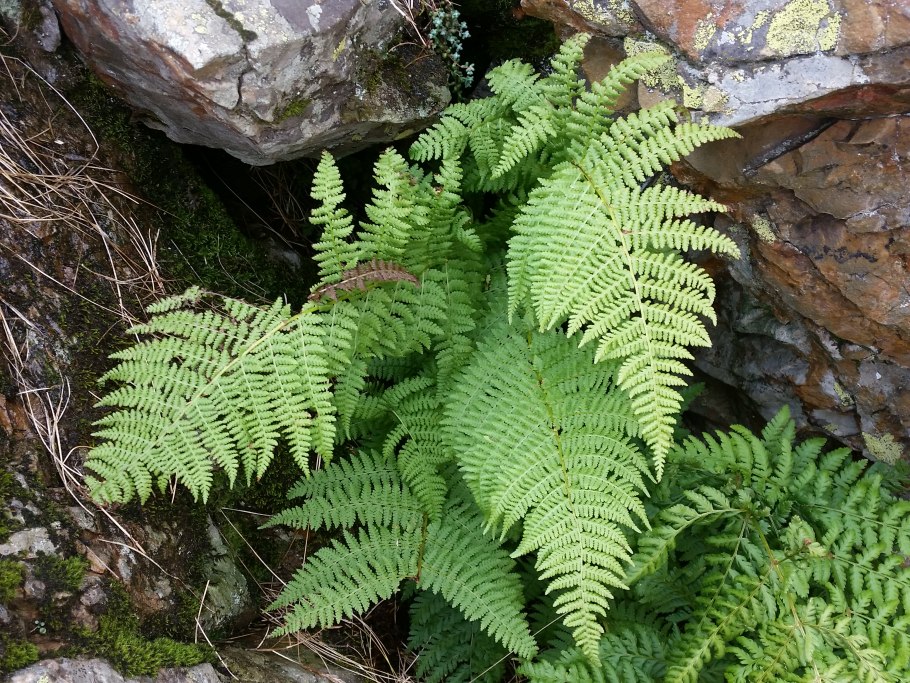 Папоротник Athyrium filix-Femina