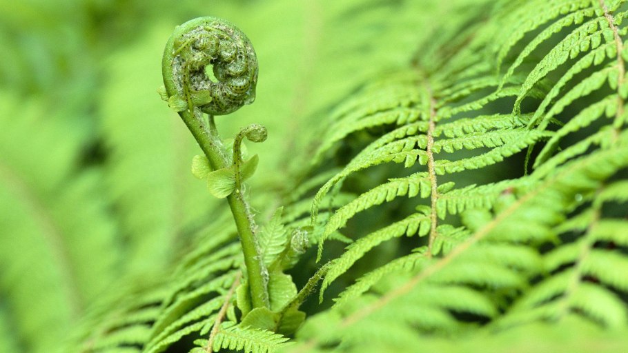 Dryopteris atrata