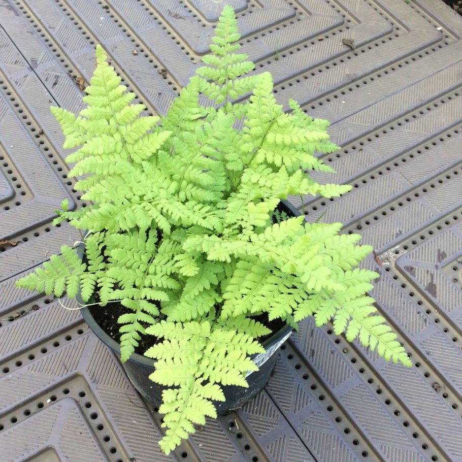 Многорядник Щитовник толстокорневищный