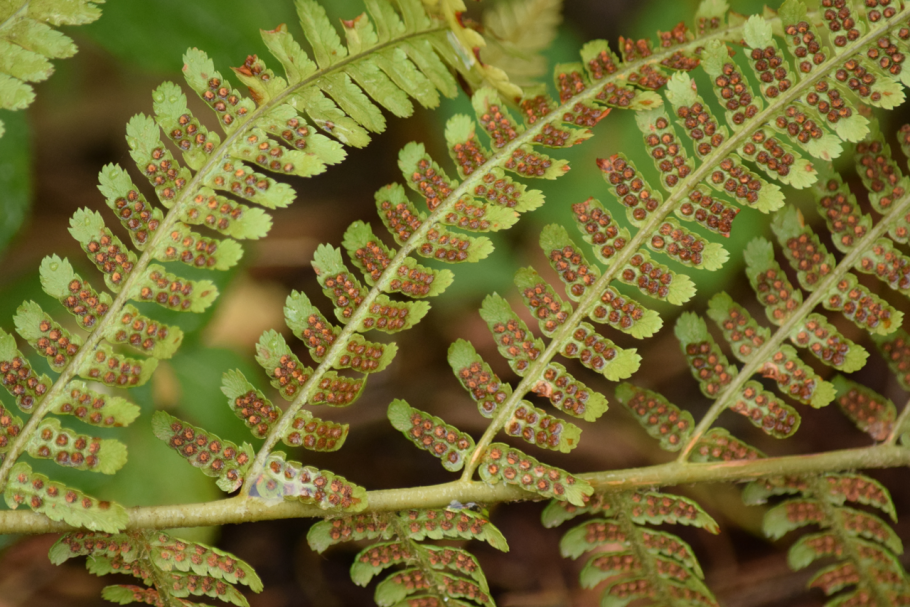 Щитовник толстокорневищный