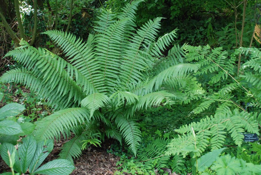 Dryopteris affinis