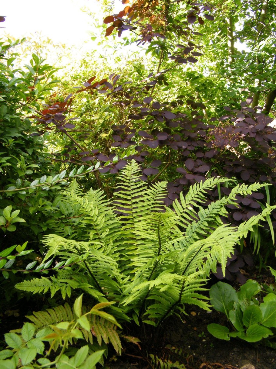 Папоротник Дриоптерис