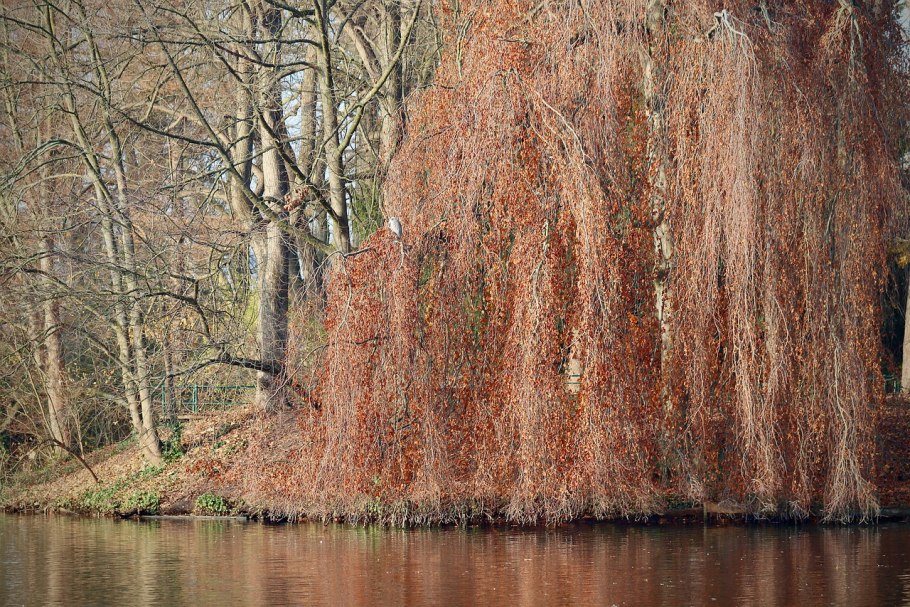 Белые ветки плакучая Ива