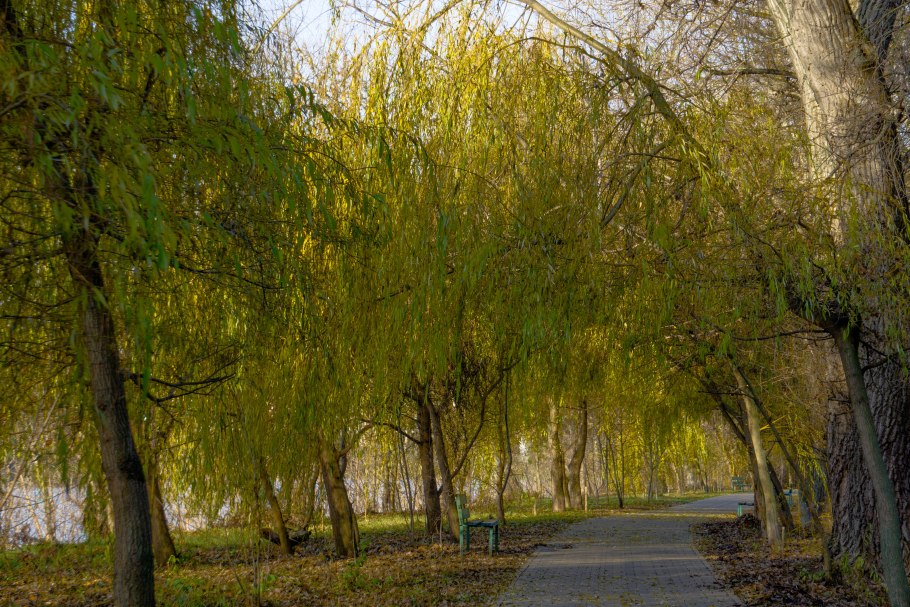 Ива золотистая плакучая