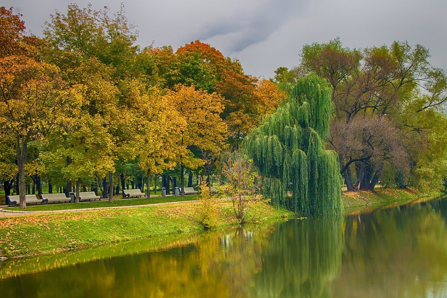 Плакучая Ива дерево