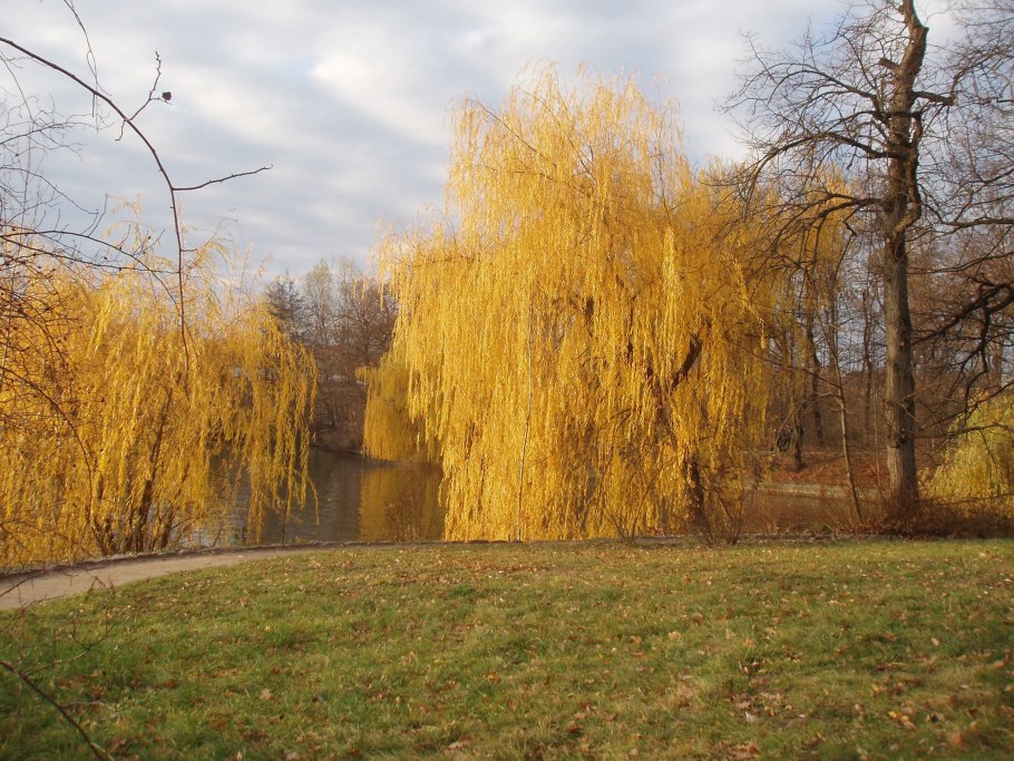 Ива золотистоволосистая