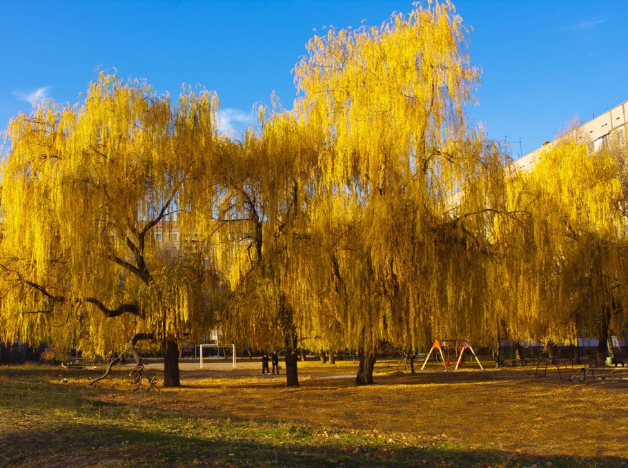 Плакучая Ива осень