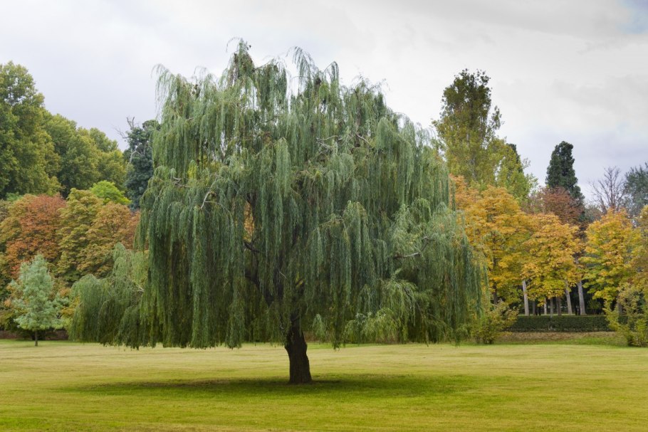 Ива белая плакучая