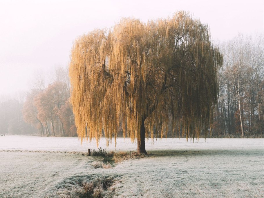 Ива ломкая зимой