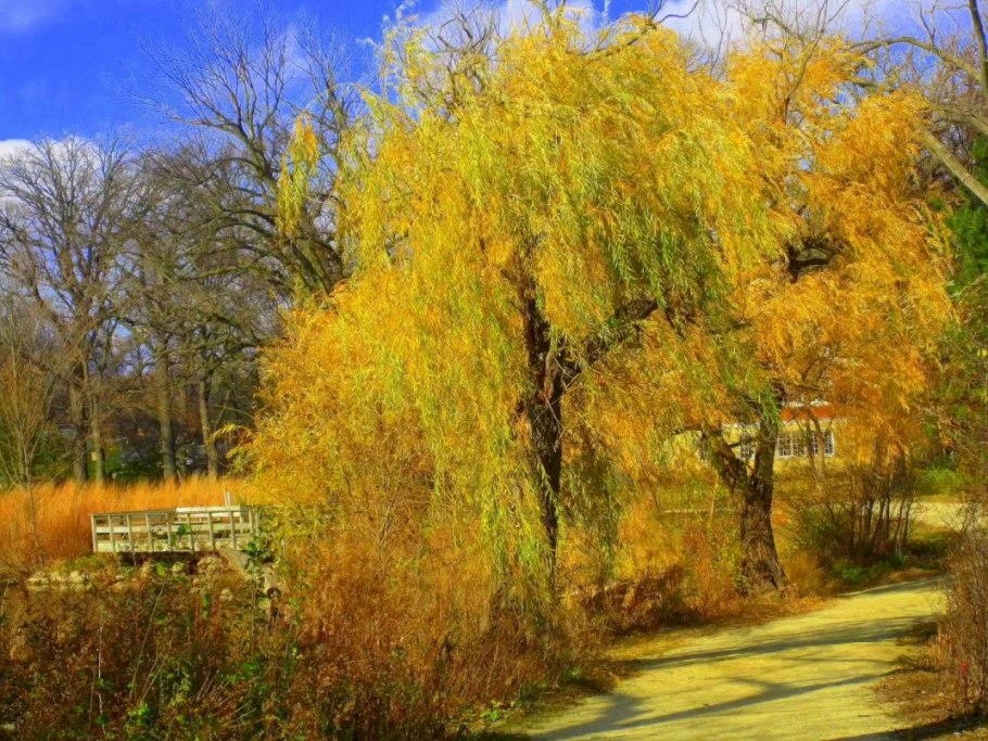 Ива Золотая плакучая