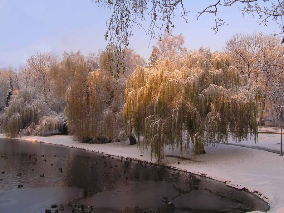 Ива желтая плакучая