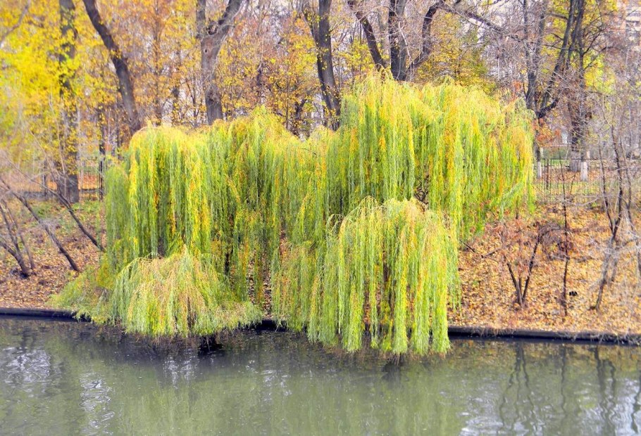 Плакучая Ива Астрахань