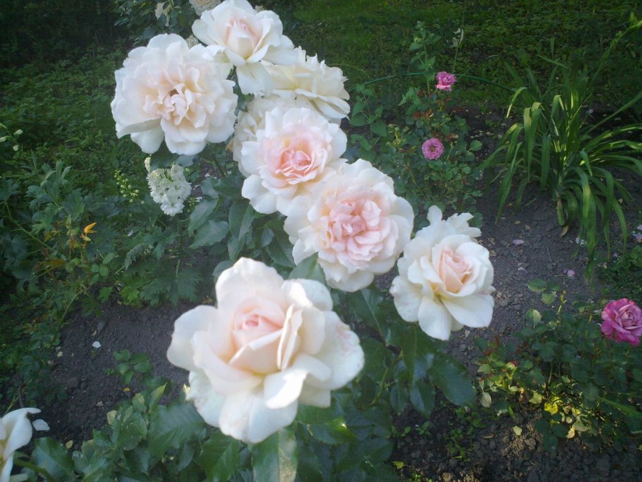 Чандос Бьюти (Chandos Beauty)