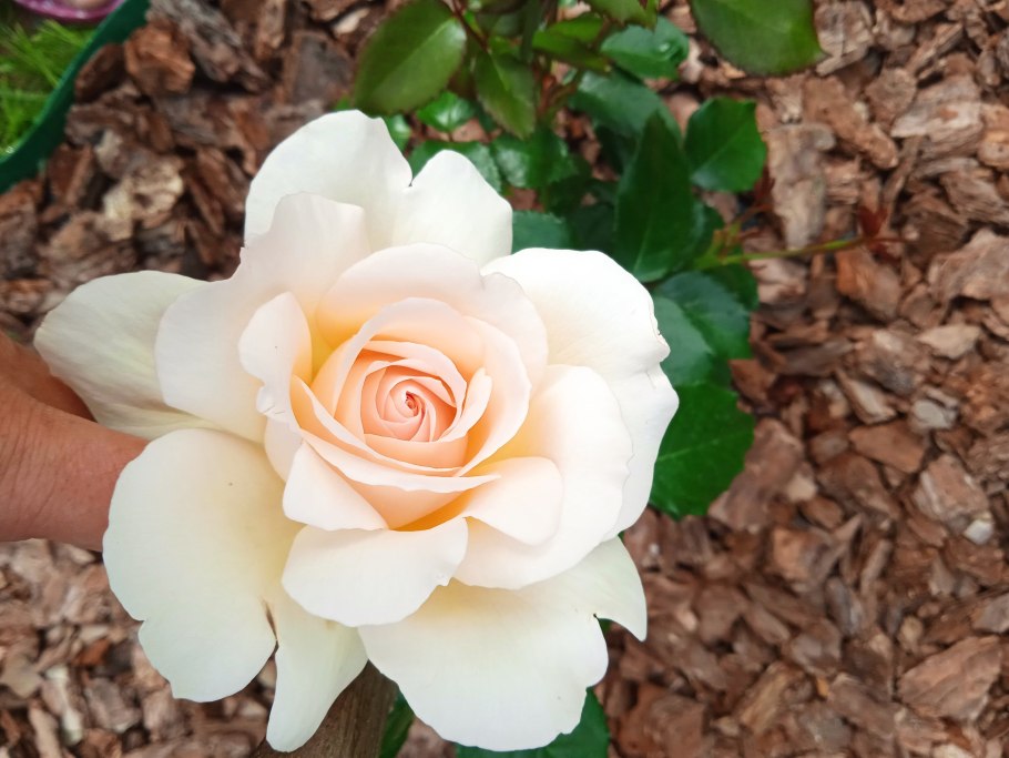 Роза Чандос Бьюти Коко Локо