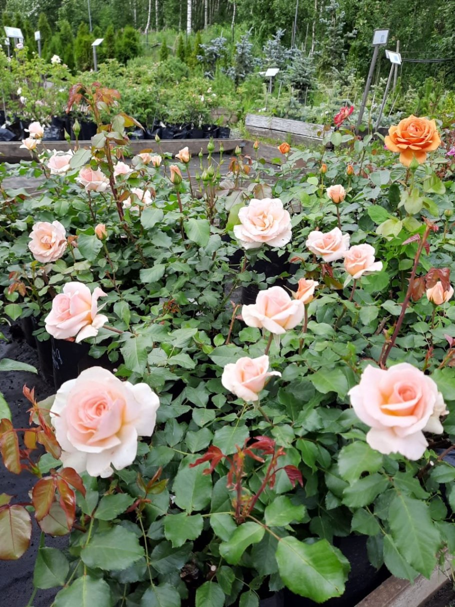 Роза чайно-гибридная Чандос Бьюти