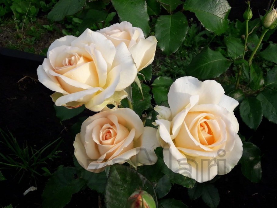 Роза чайно-гибридная Chandos Beauty