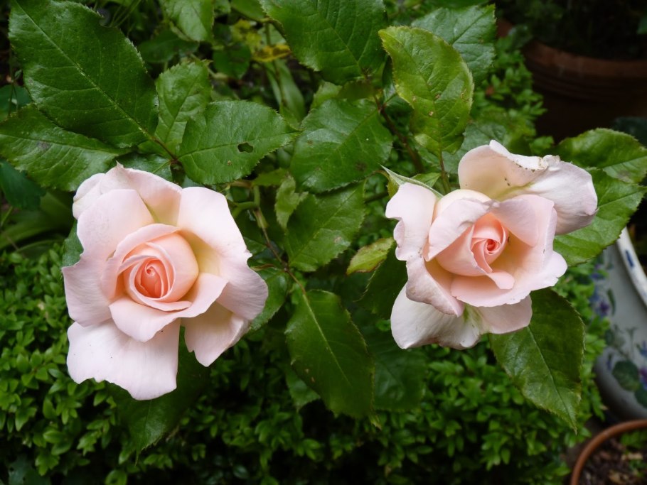 Роза Чандос терракота