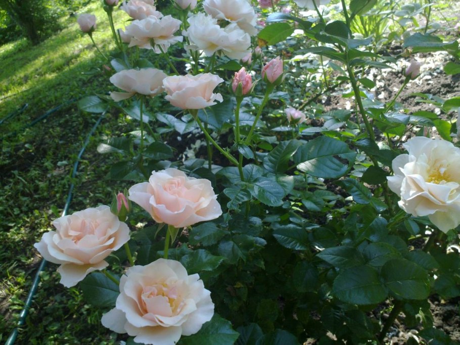 Роза Энн Хендерсон