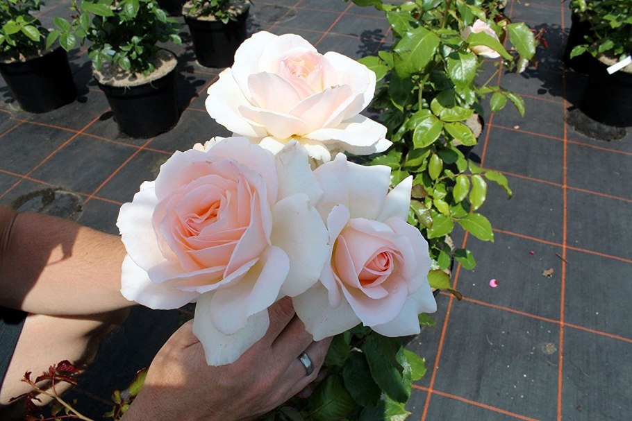 Роза Чандос Бьюти энциклопедия