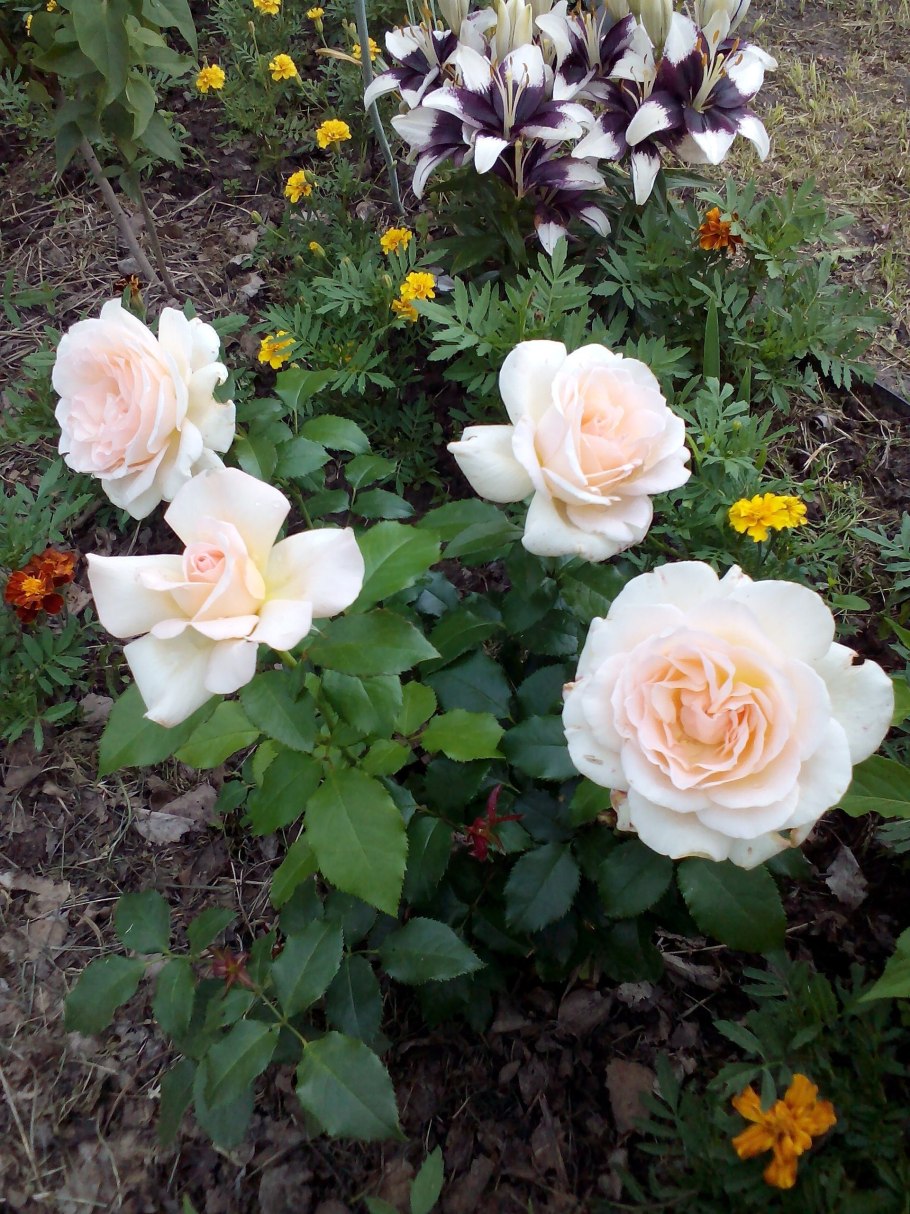 Роза Чандос Бьюти компаньоны