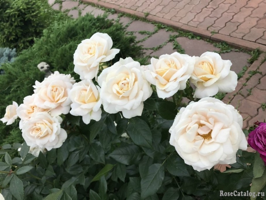 Роза чайно-гибридная Чандос Бьюти