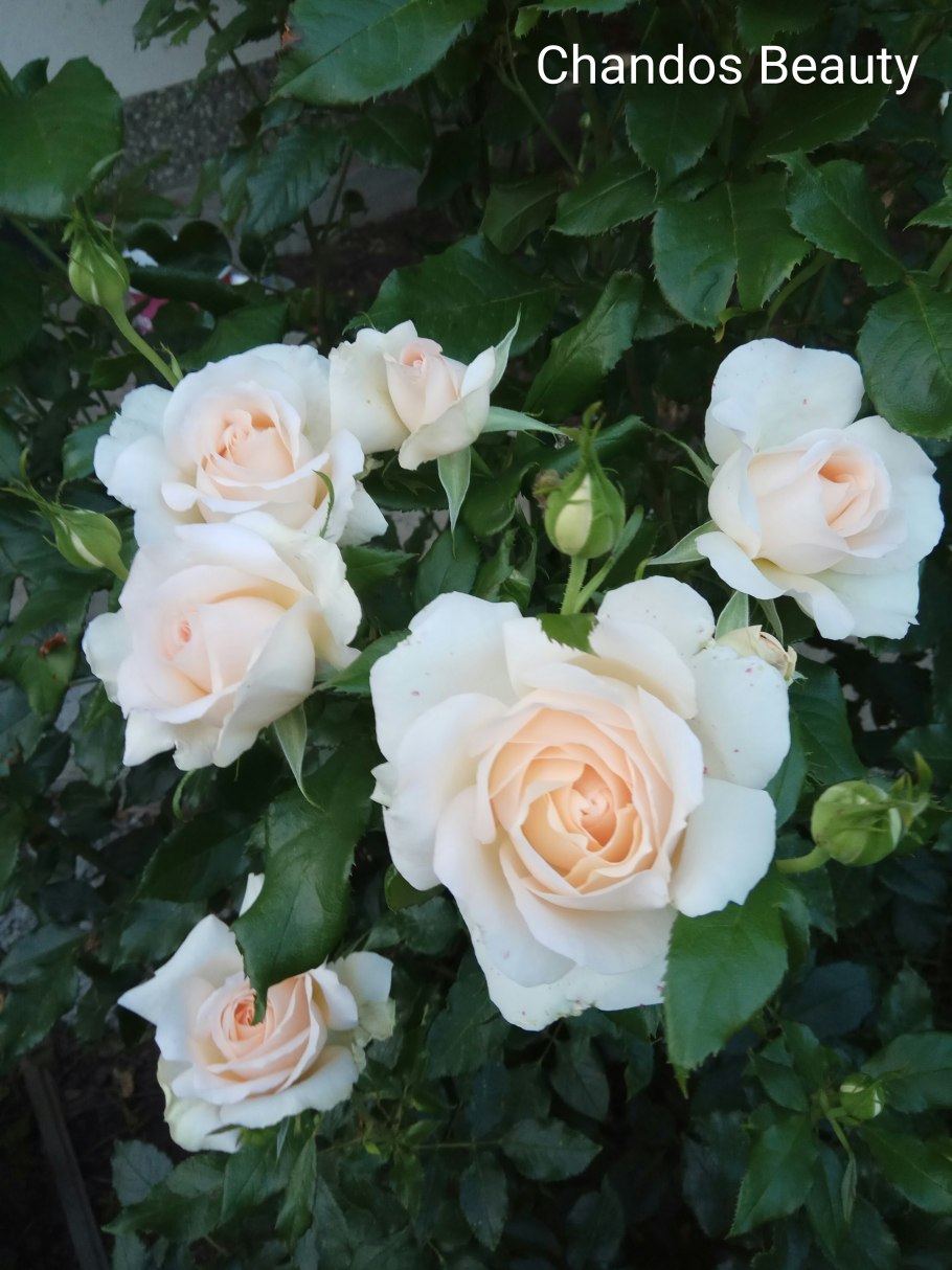 Роза Соутерн Бьюти