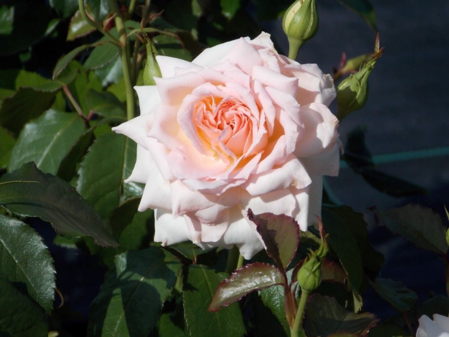 Роза чайно-гибридная Чандос Бьюти