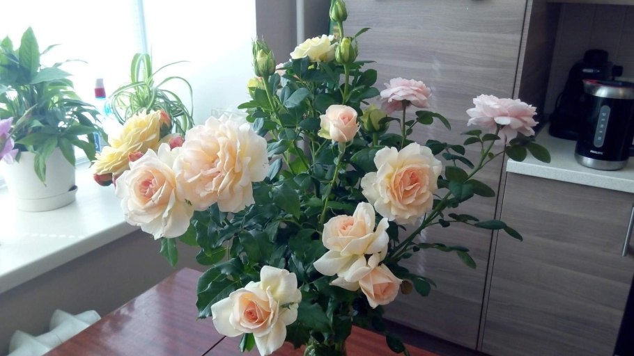 Роза Селеста