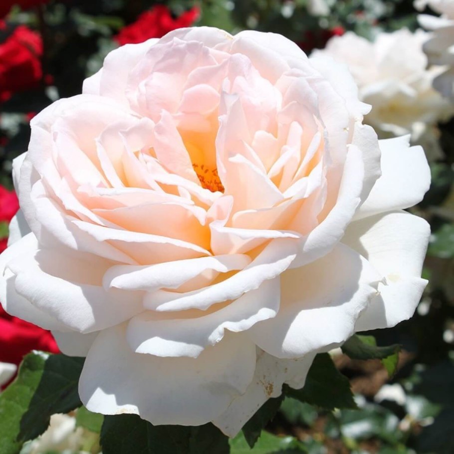 Чандос Бьюти Роуз