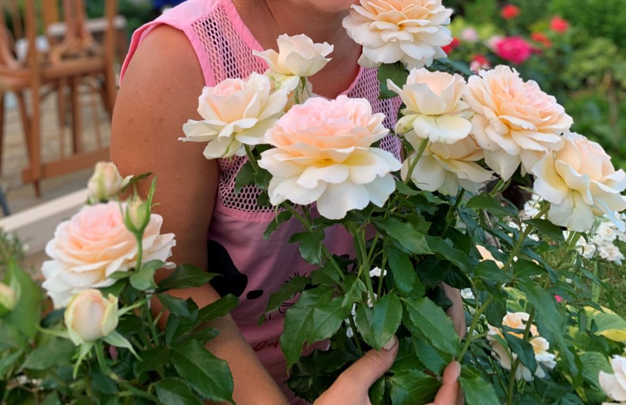 Роза Чандос Бьюти компаньоны