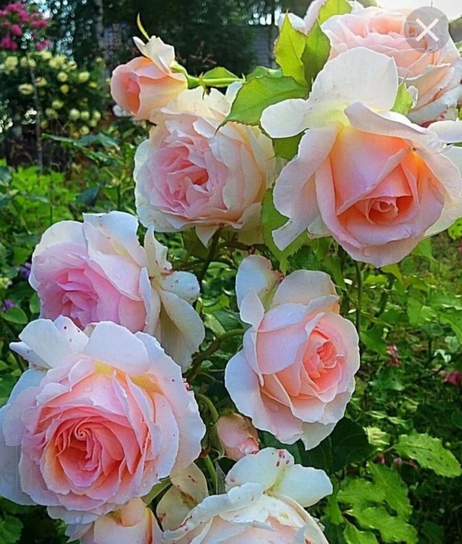 Флорибунда Чандос Бьюти