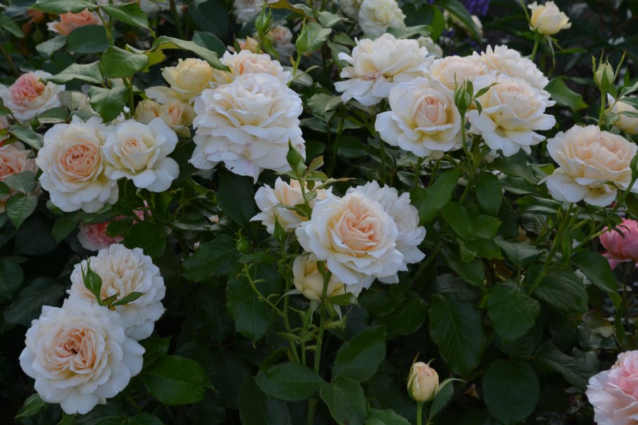 Чандос Бьюти (Chandos Beauty)