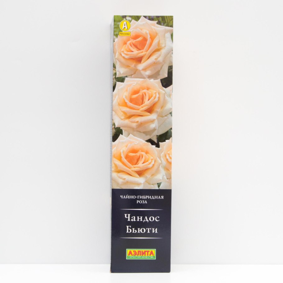 Роза Чандос Бьюти энциклопедия роз