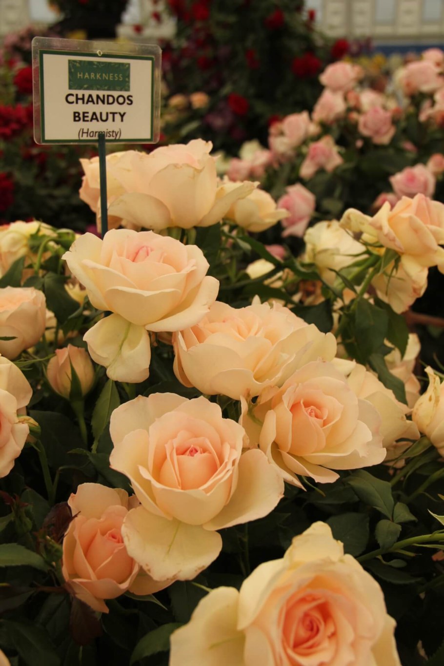 Роза Чандос терракота