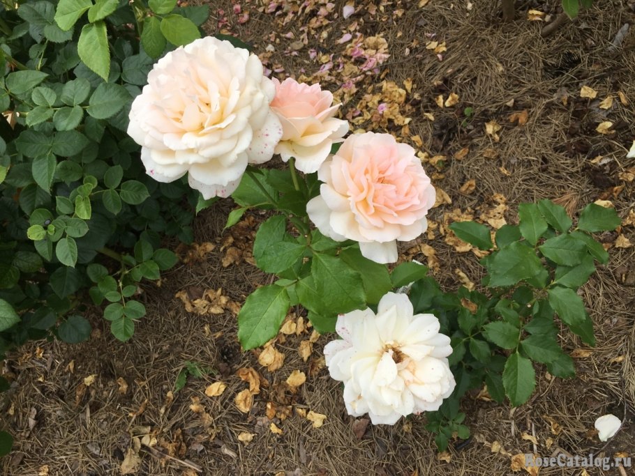 Роза чайно-гибридная Чандос Бьюти