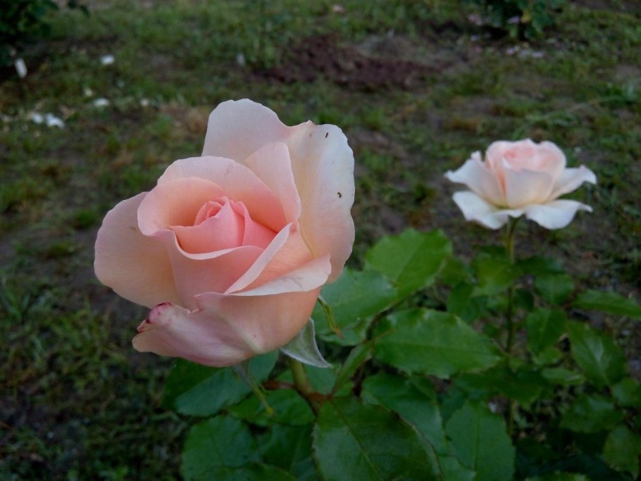 Роза штамбовая Чандос Бьюти