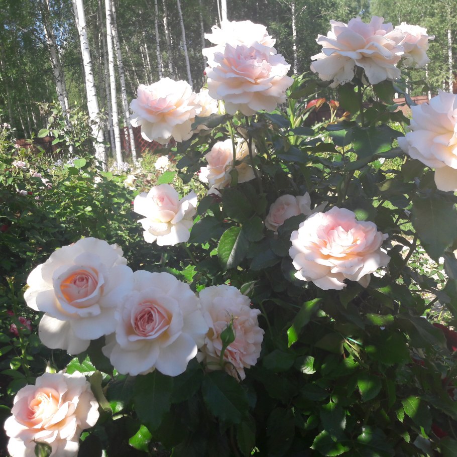 Роза Мунстоун Вуд