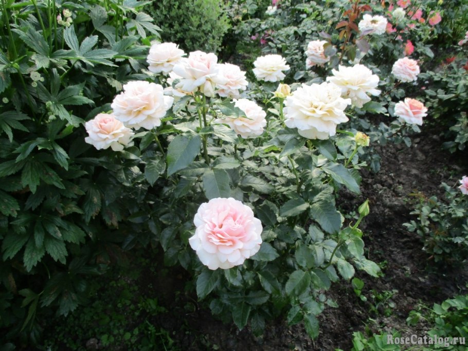 Роза чайно-гибридная Chandos Beauty