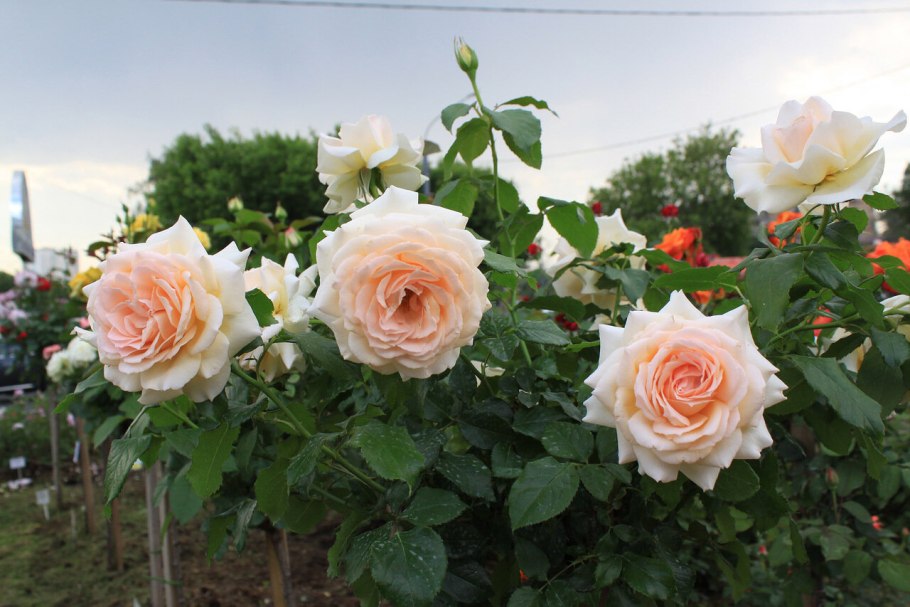 Chandos Beauty роза