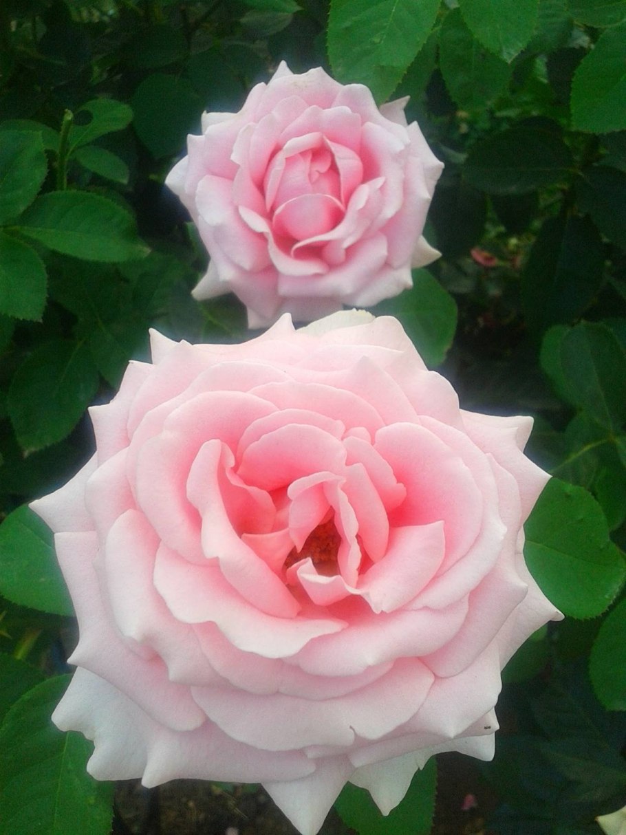 Роза флорибунда Свит блонди