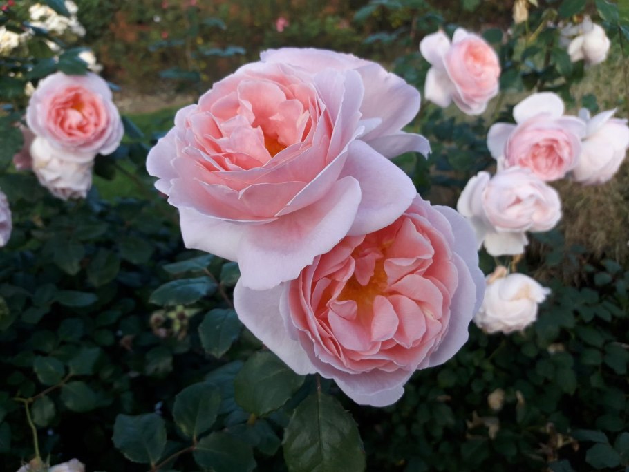 Роза чам Чандос Бьюти