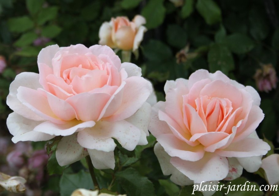 Роза роза Чандос Бьюти