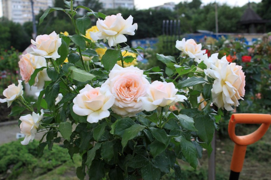 Роза роза Чандос Бьюти