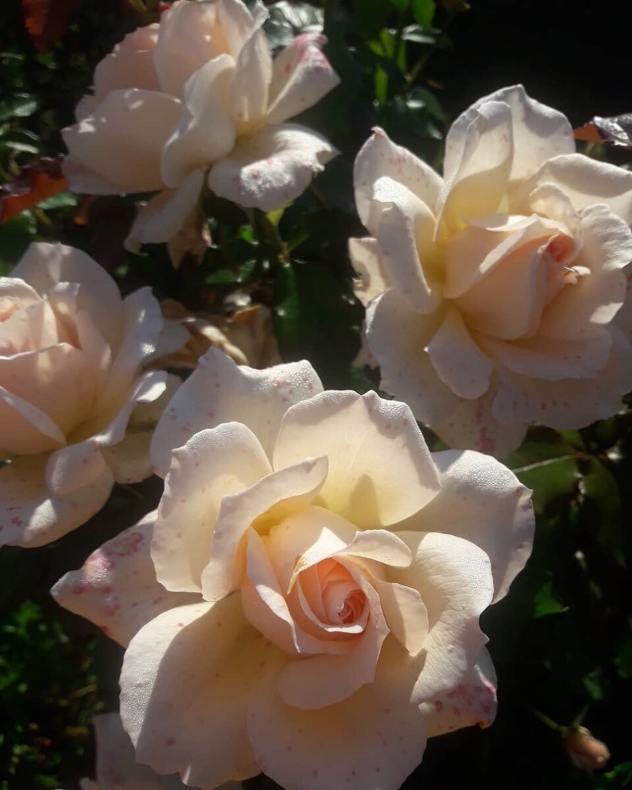 Роза Роял Бьюти